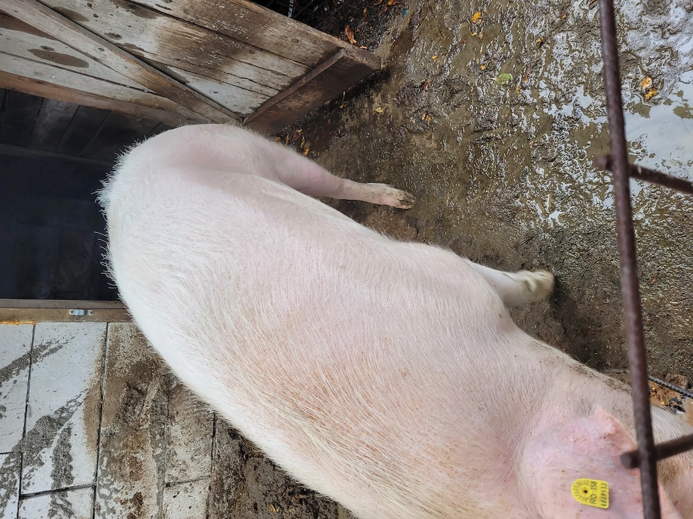 Vind porc crescut la curte 