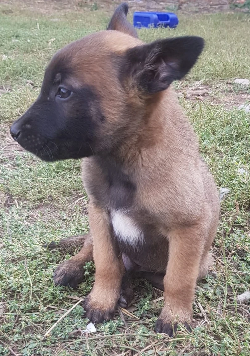 Pui malinois