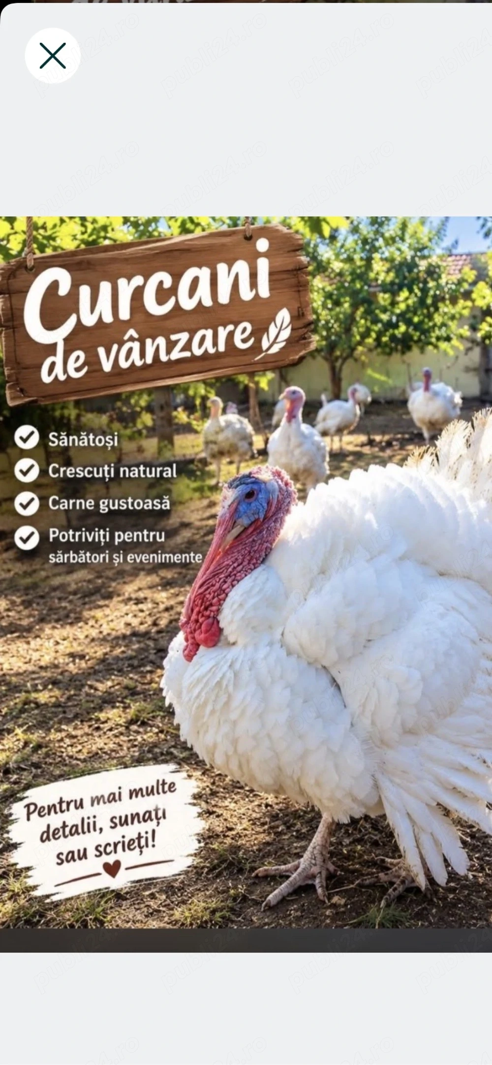 Curcani de tara 