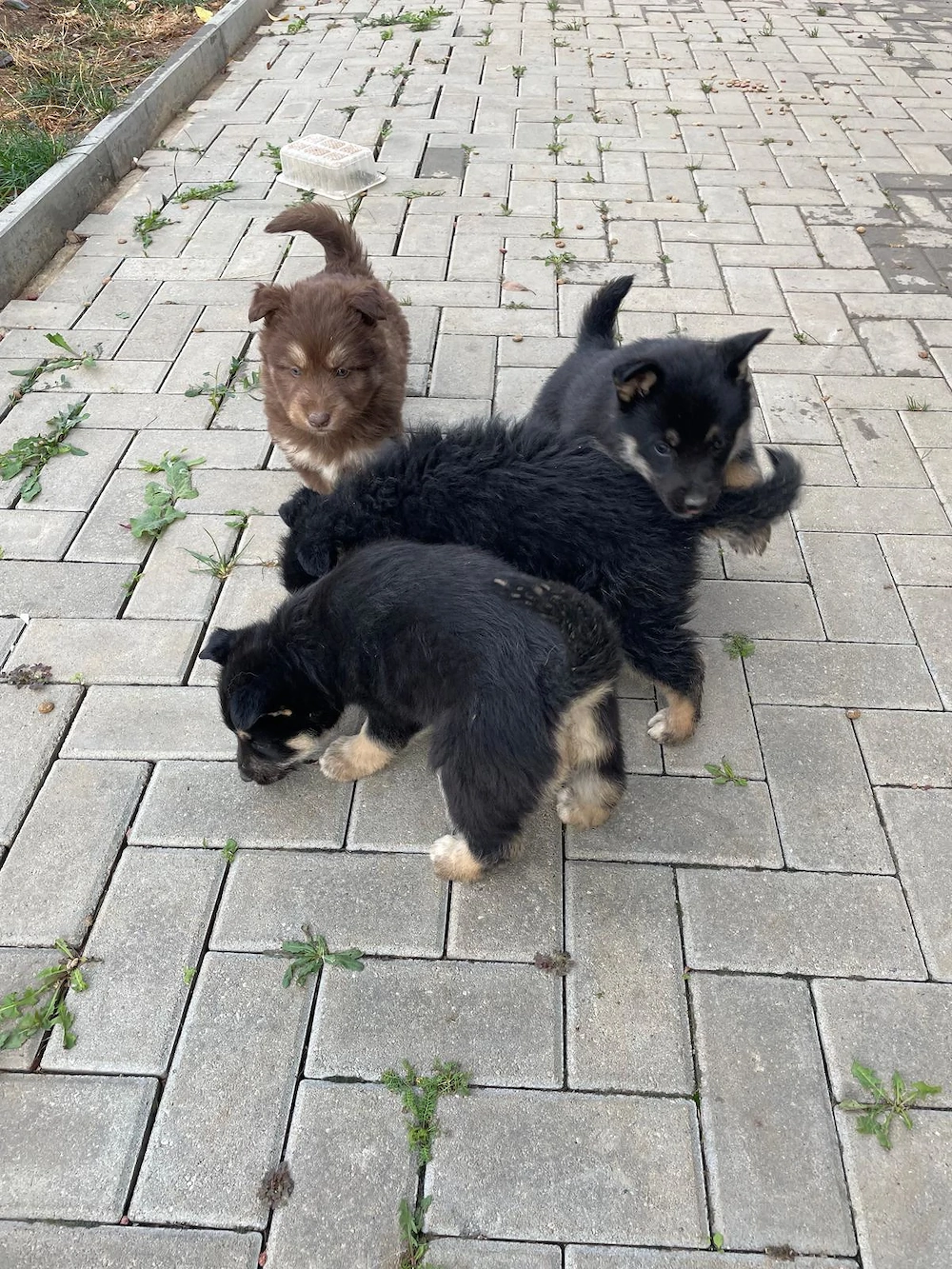 Donez  doi căței 