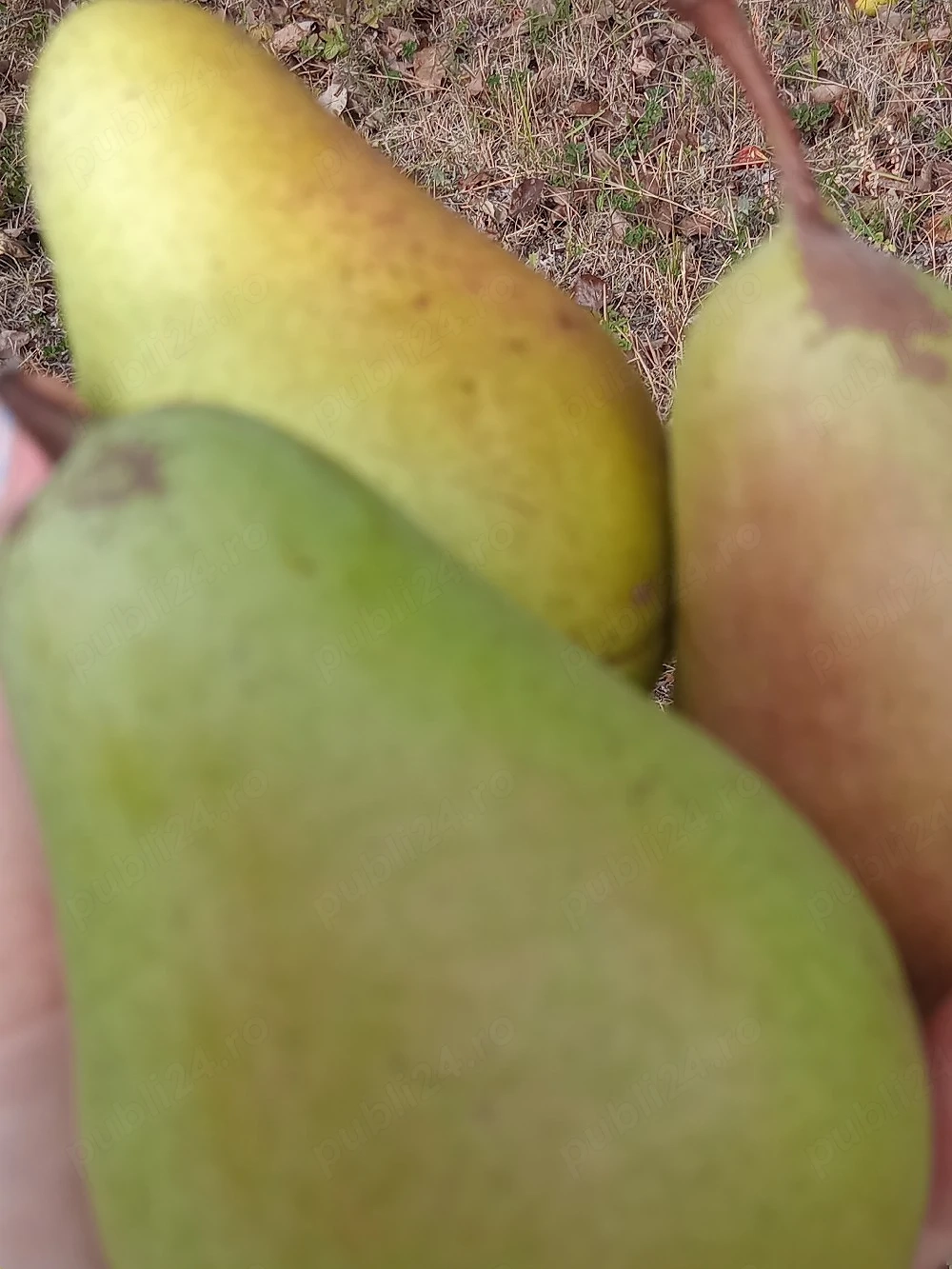 De vânzate pere,gutui, mere.