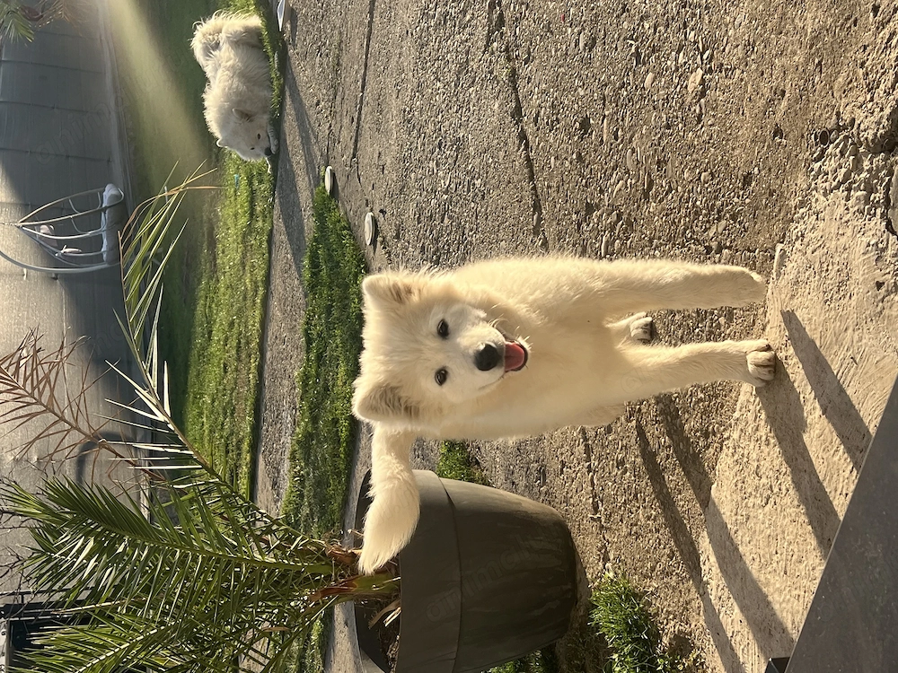 Pui de Samoyed de vânzare 