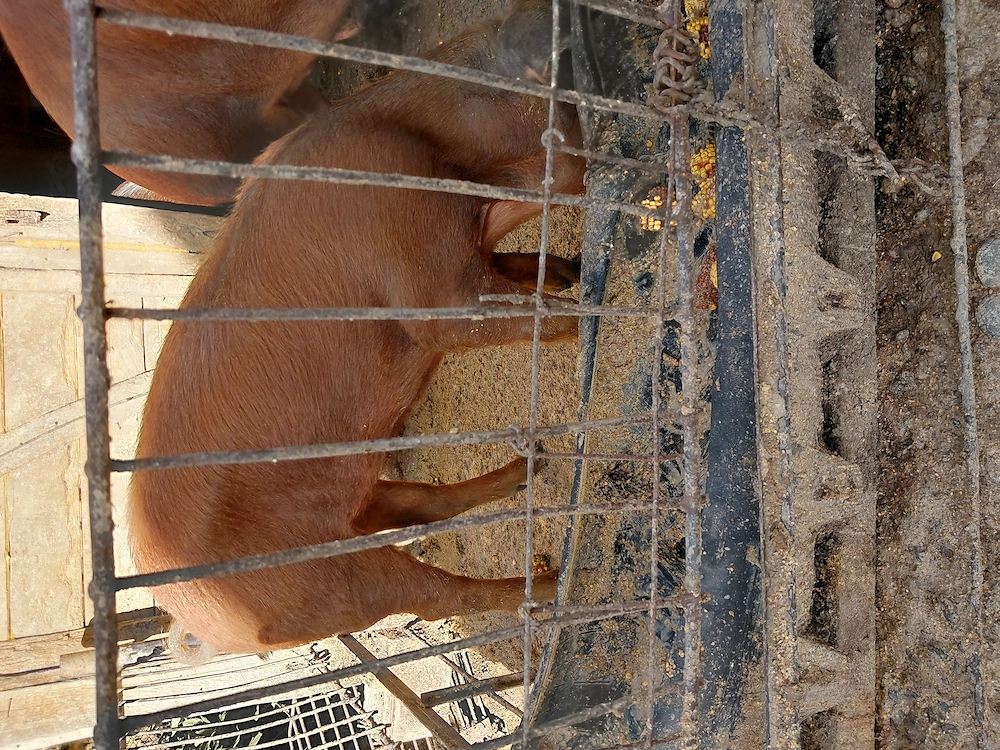 Scrofita duroc de vanzare 