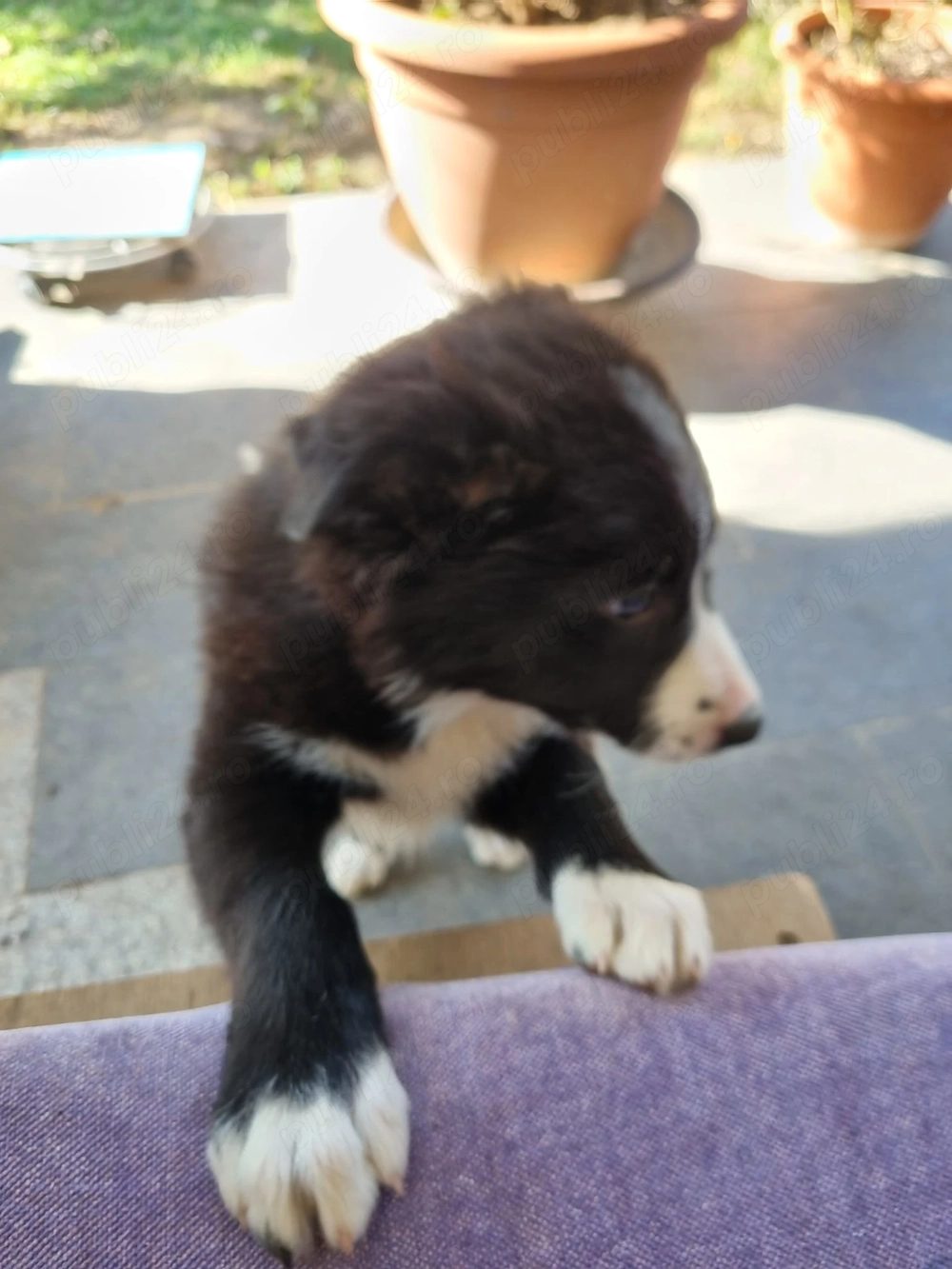Femela Border Collie cauta casa cu curte - Berceni, Ilfov