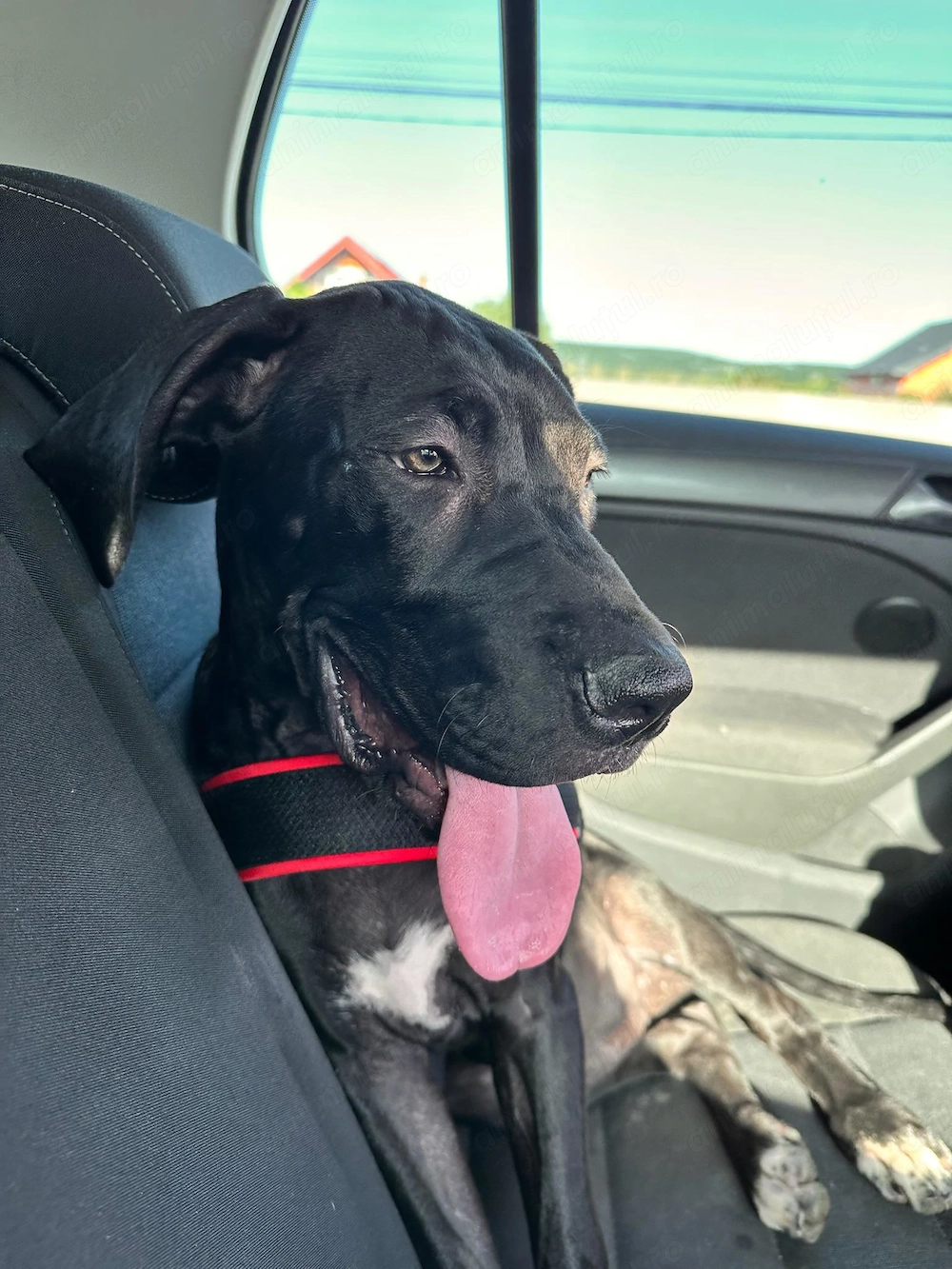 Oferim spre adopție Great Dane   Dog German