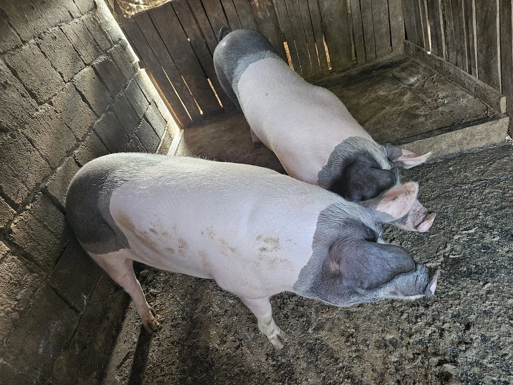 Porci de vânzare!