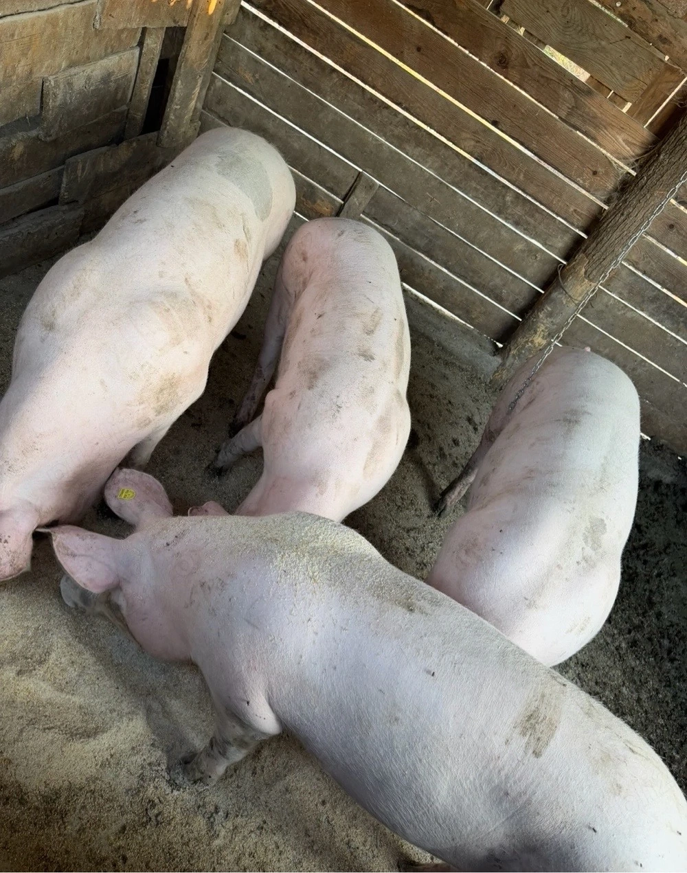porci pietrain cu landrace rezervare pentru craciun 15 lei kg