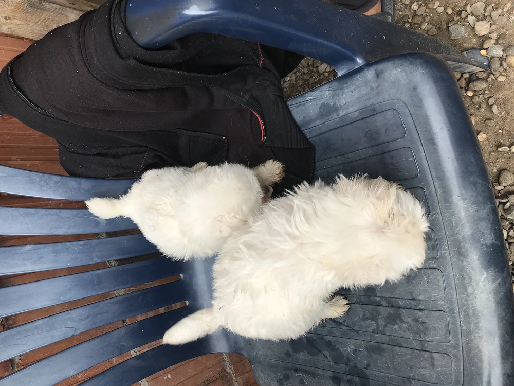 Catei bichon maltez