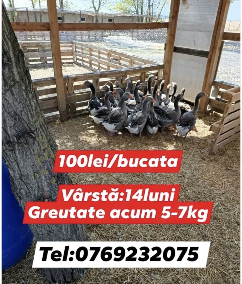 Gaste TOULOUSE 14luni 5-7kg 100lei buc
