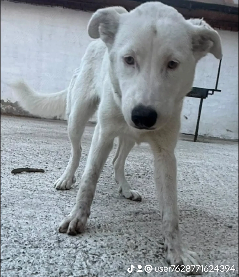 Donez doi cățeluși foarte jucăuși și cuminți .jumătate rasa husky 