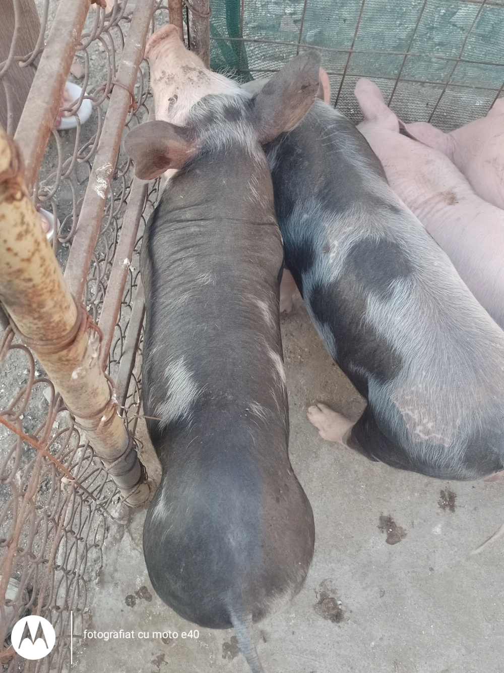 Purcei de vanzare,rasa pietrain cu landras ,înțărcați cu vârsta de șapte saptamani