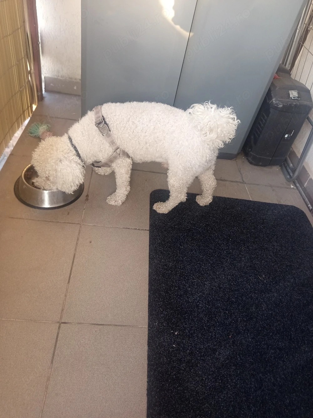 Caut Căsuța sunt un Bichon frise în vârstă de 2,5 anișori 