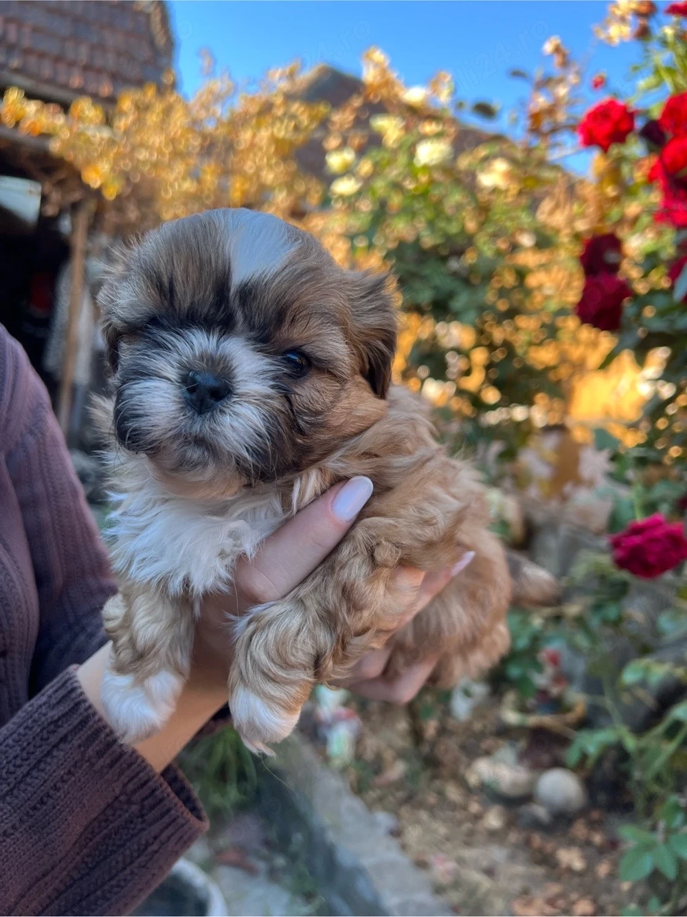 Spre Vanzare 3 puiuți Shih Tzu