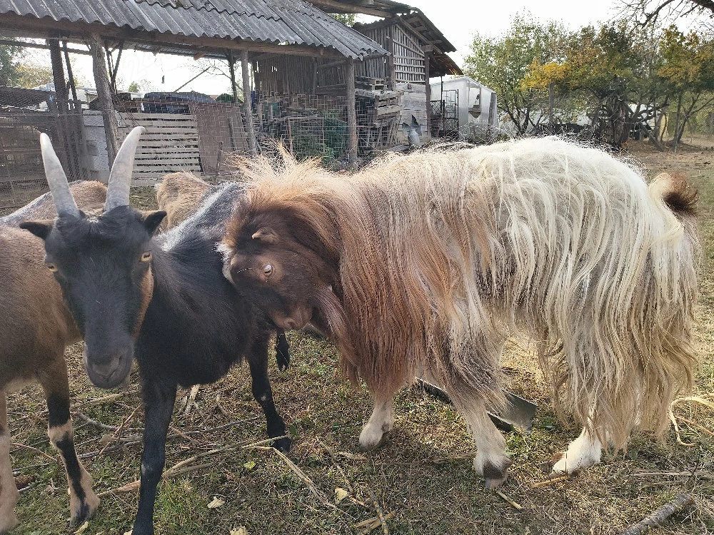 vand țap șut