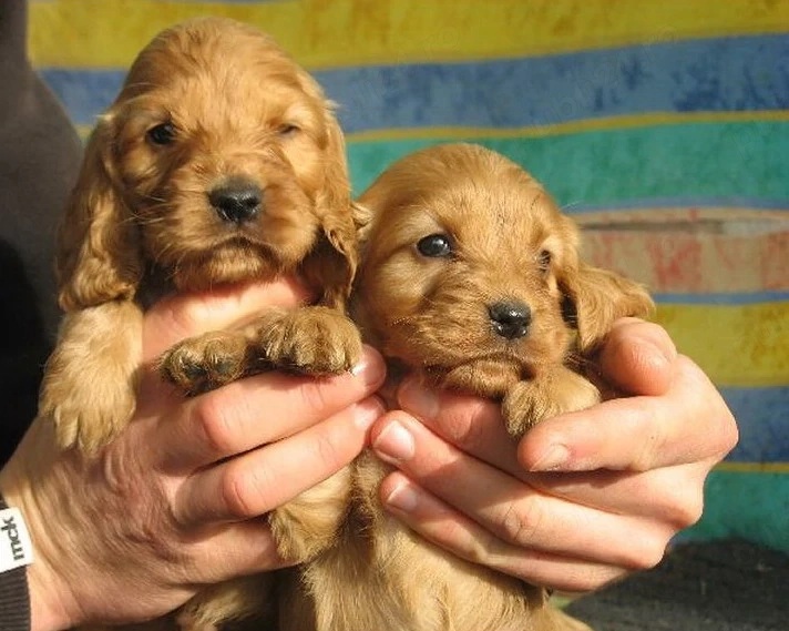 Cocker Spaniel jucausi 