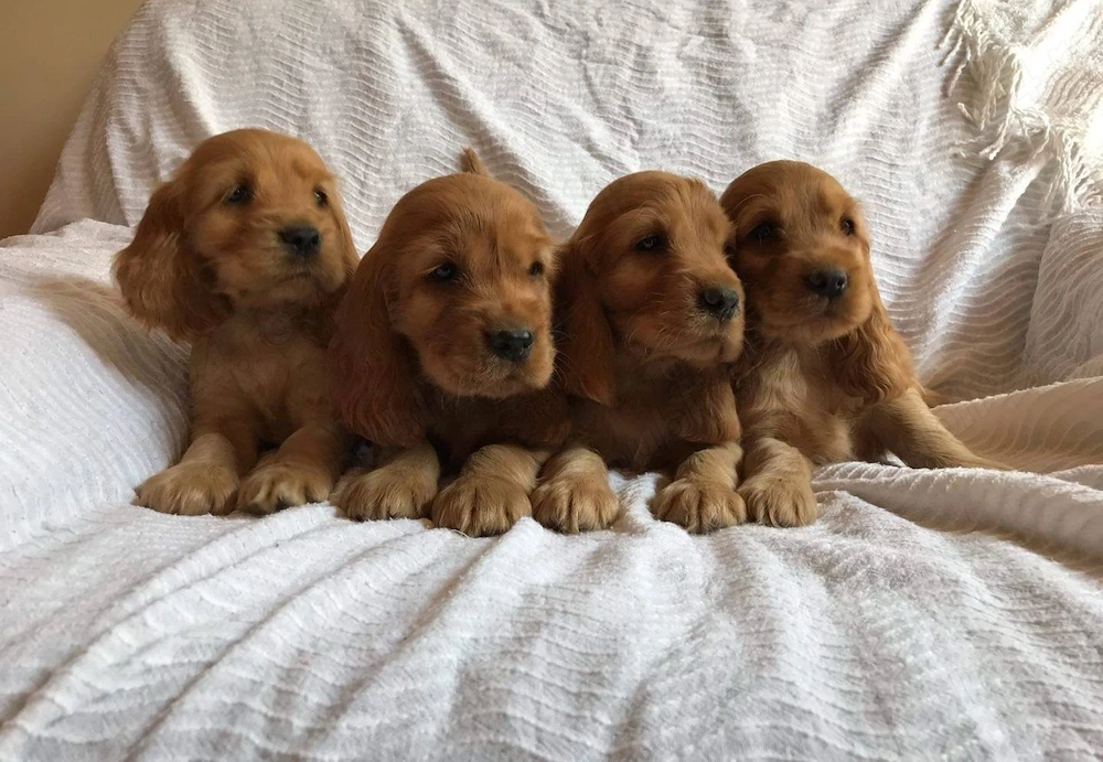 Cocker Spaniel aurii