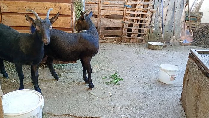 vind 2 iede Alpina Franceza varietate neagra si un Tap
