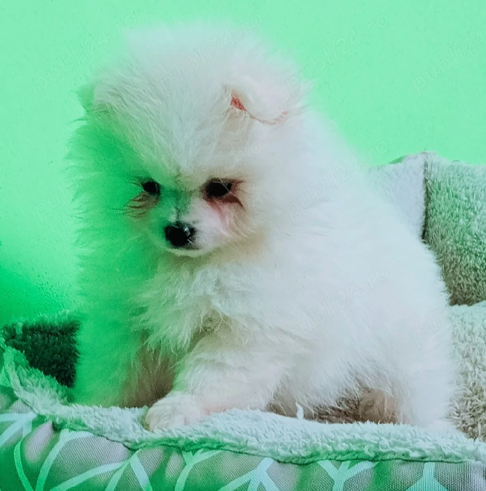 Pomeranian alb 