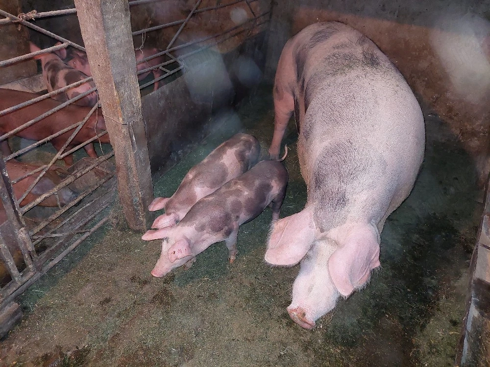 Vand o pereche de purcei petrean 9 săptămânii 