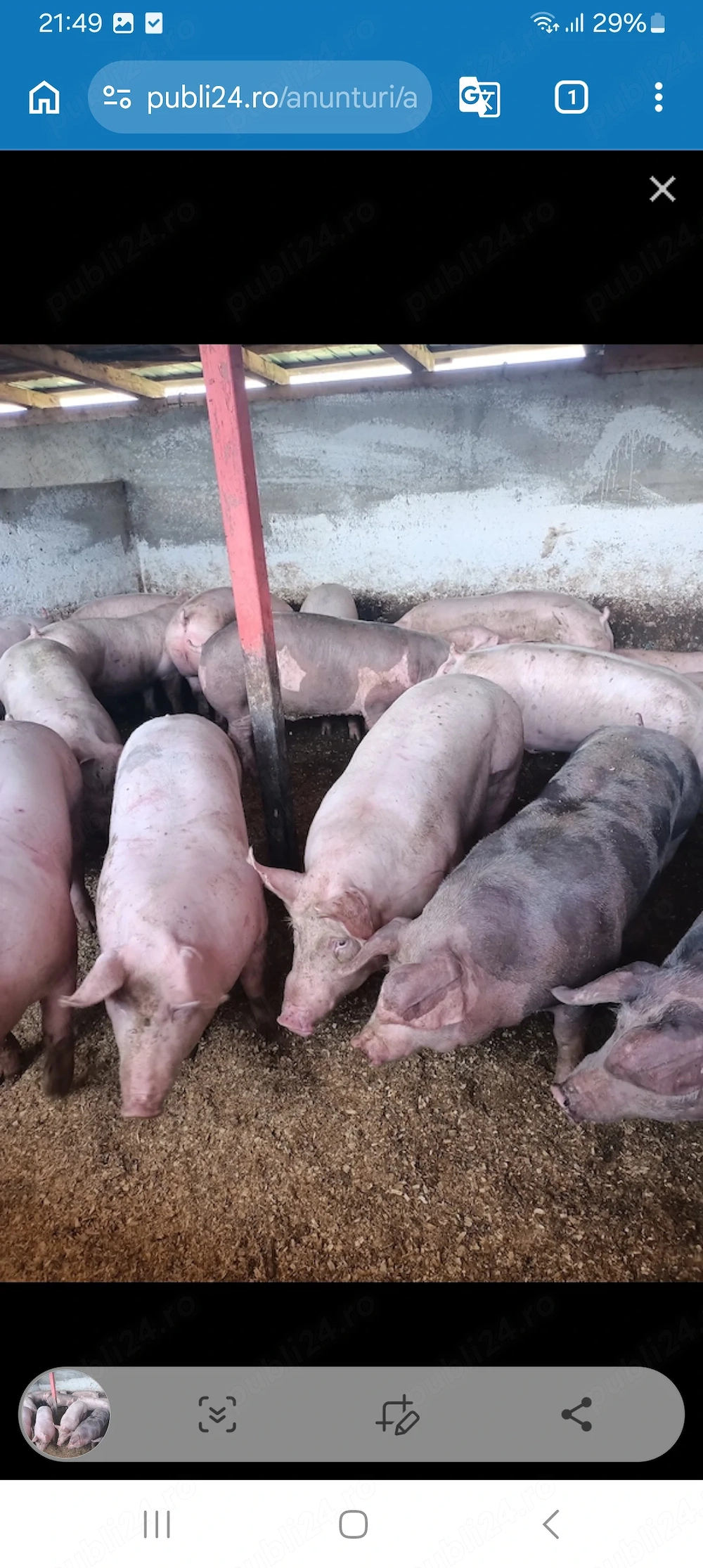 Vand Porci Mari ,Rasa Pietrean!