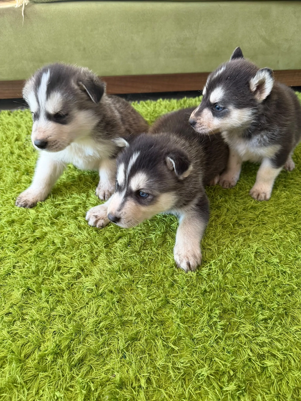 Catelusi Husky isi caută stăpân 