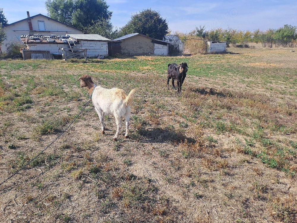 capre gestante si tap agrobian