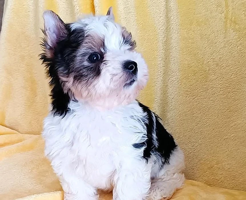 Yorkshire yorki yorkie biewer 