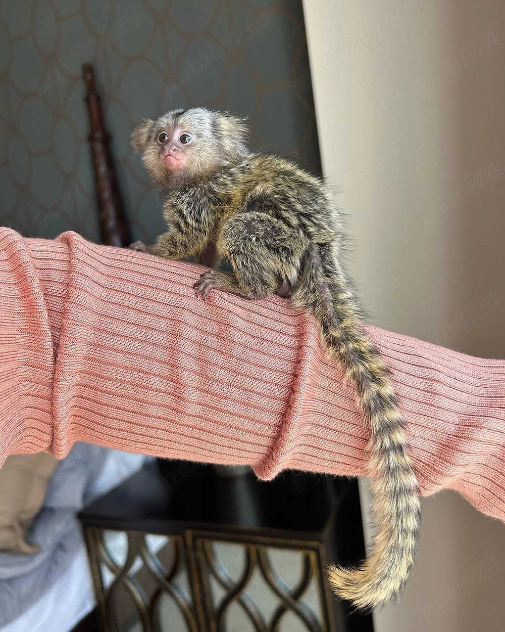 Xena   O marmosetă femelă în vârstă de un an