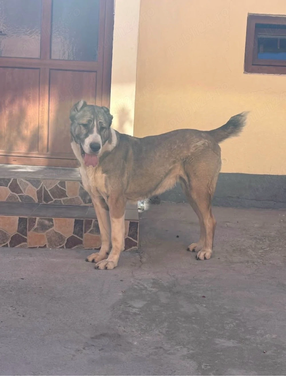Vând Urgent Ciobănesc de Asia Centrală!