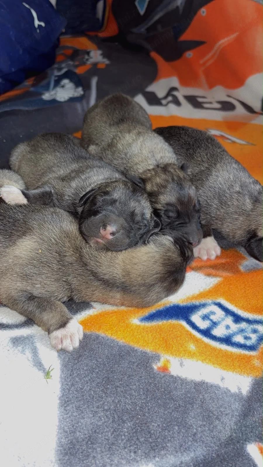  Pui de Kangal superbi, vigilenți și loiali   viitori paznici de nădejde!   