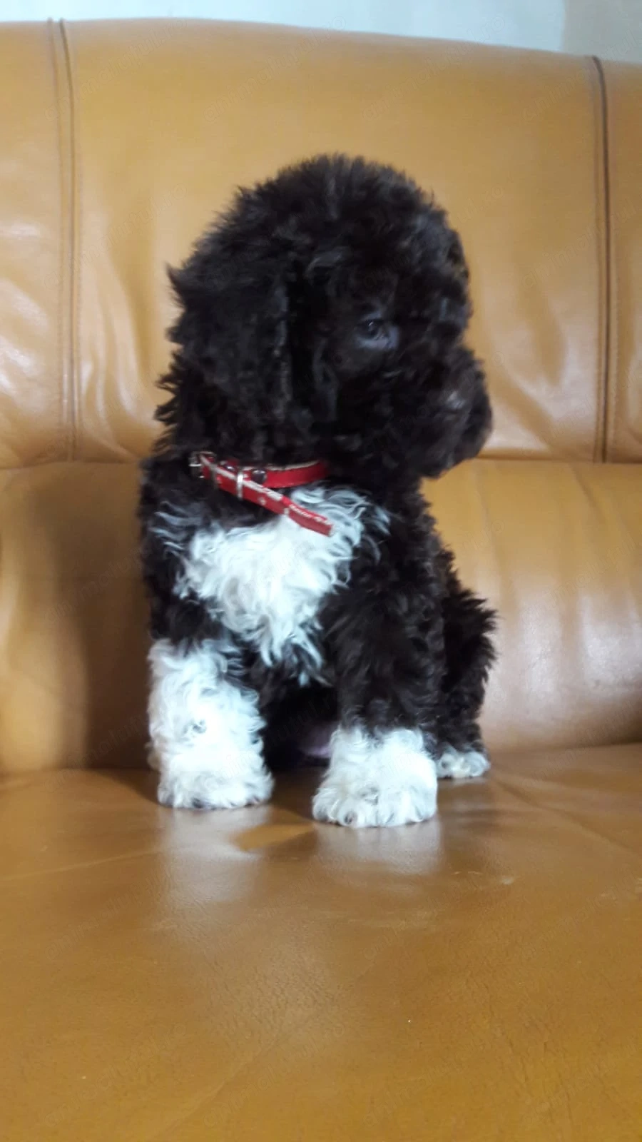 Vand caini de trufe ( pui maro cu alb ) lagotto romagnolo din parinti culegători 