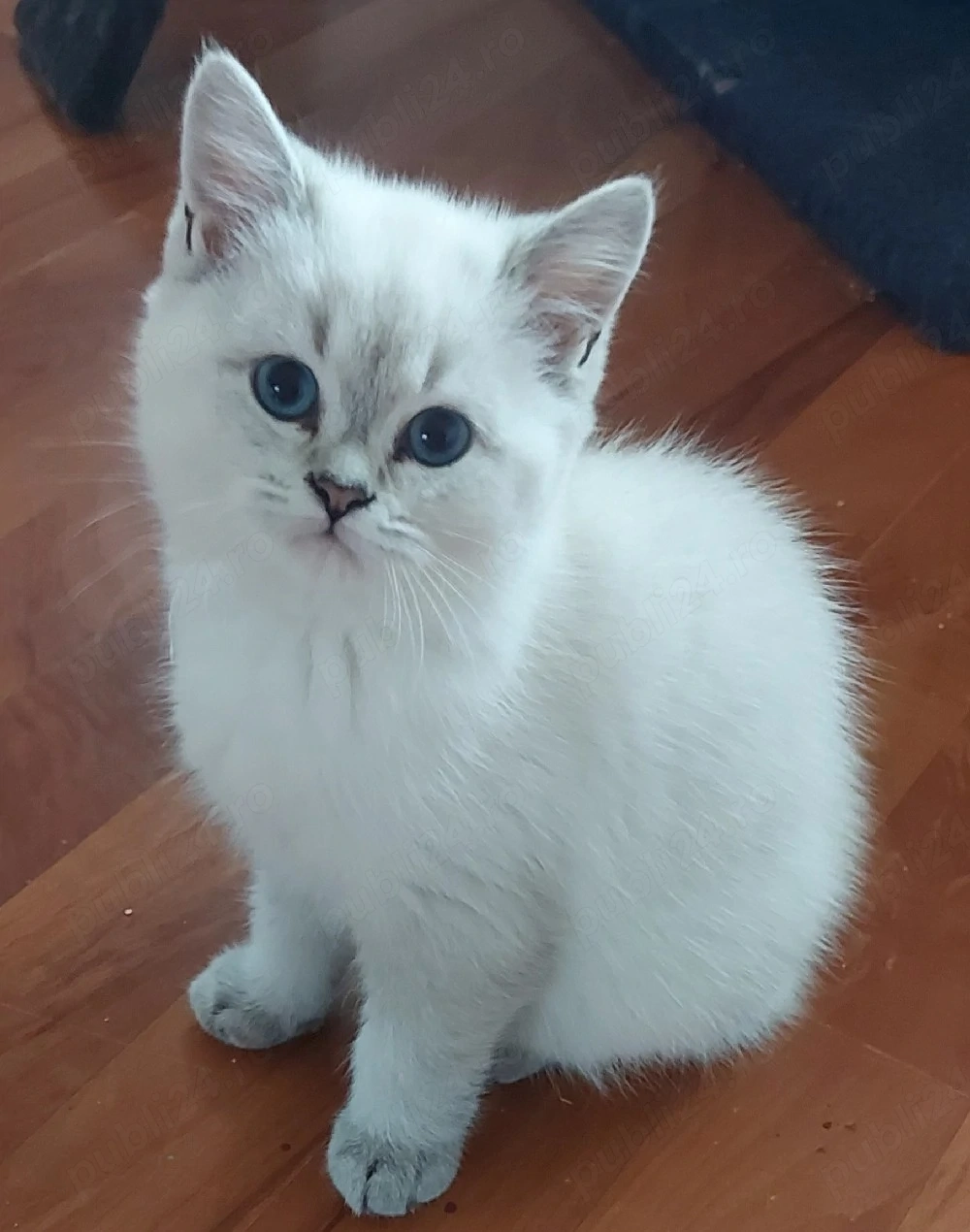 pisici british shorthair si scotish fold