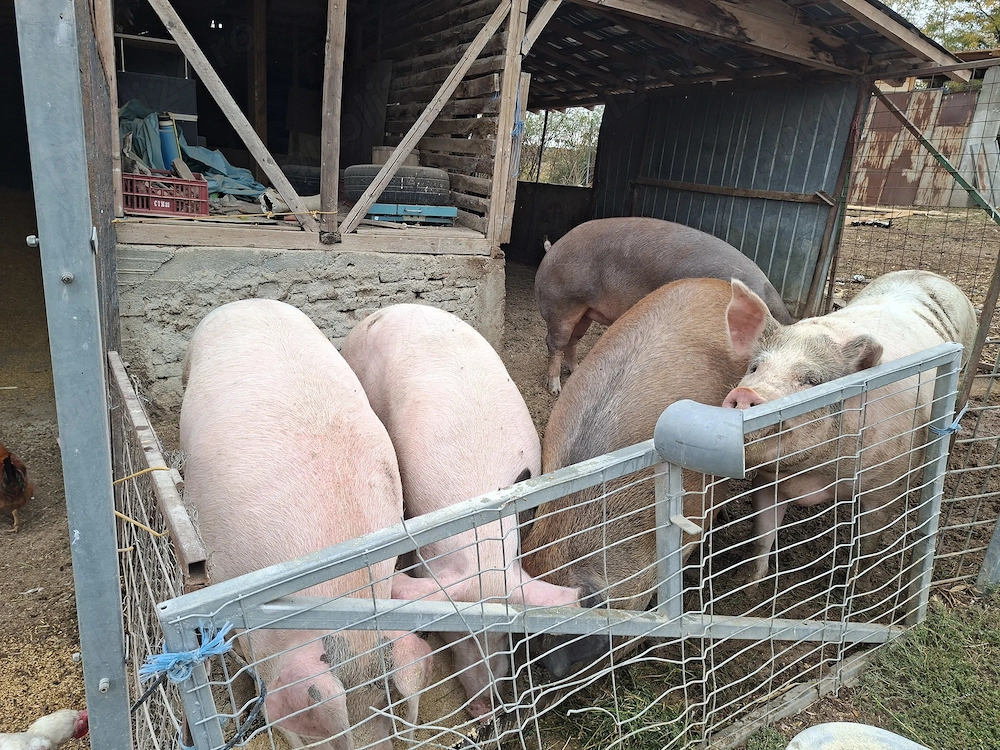 Porci de vanzare