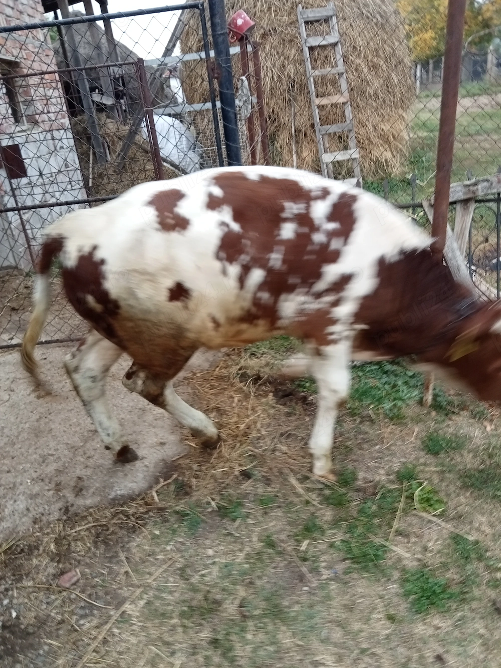 vând vițel de trei luni
