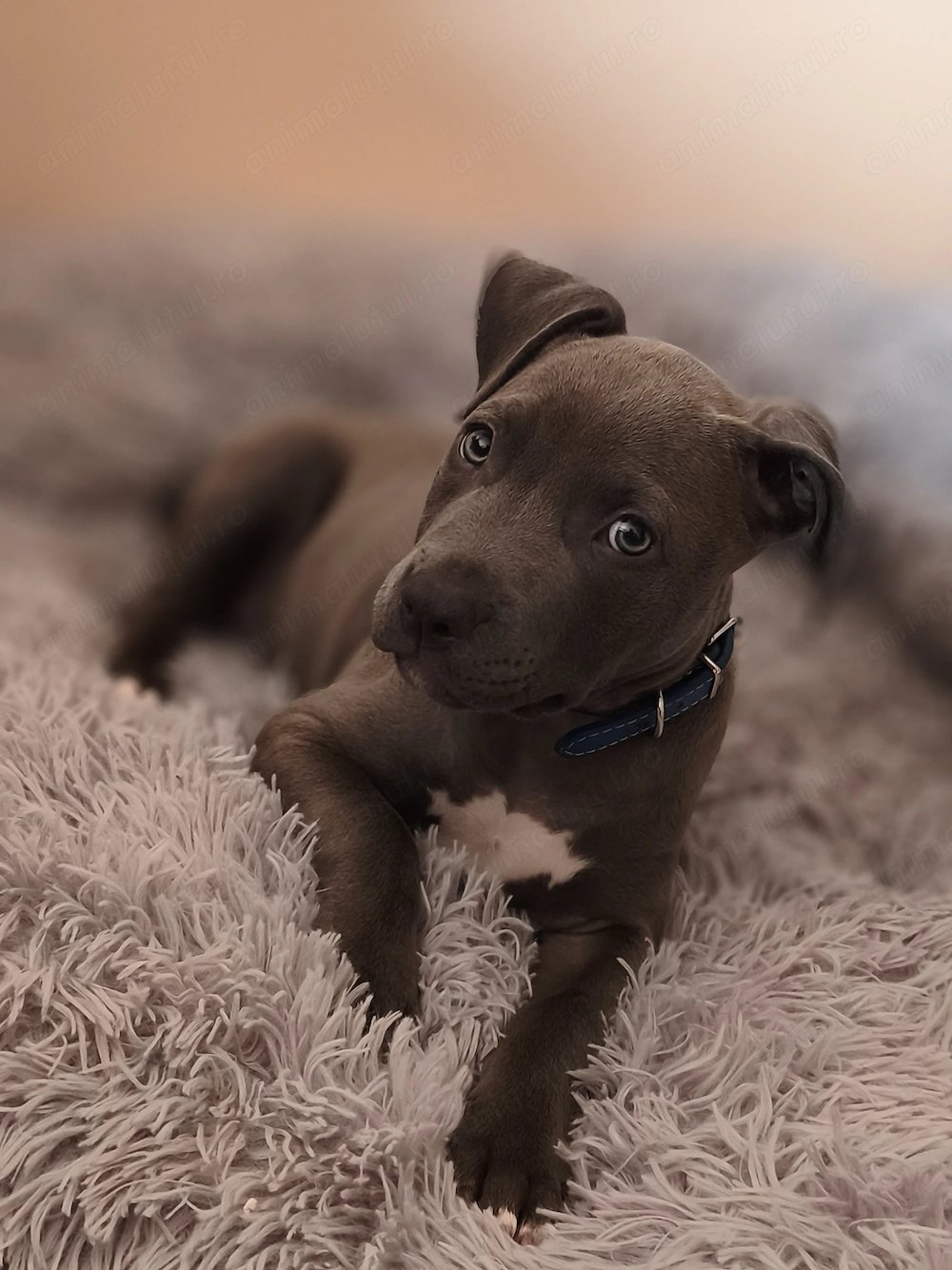 Vând Amstaff Blue cu Ochi Albaștri Femelă