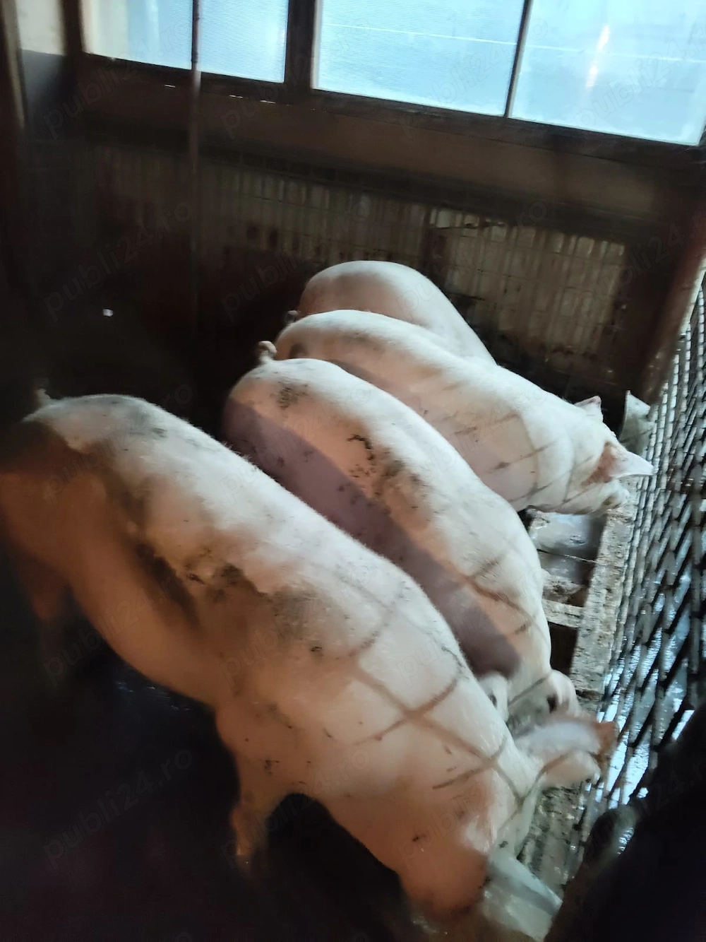Porci de carne 110-250 kg crescut natural pt Crăciun sau de taiat