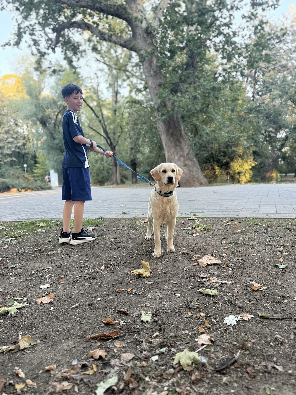 Golden retriever 5 lunițe