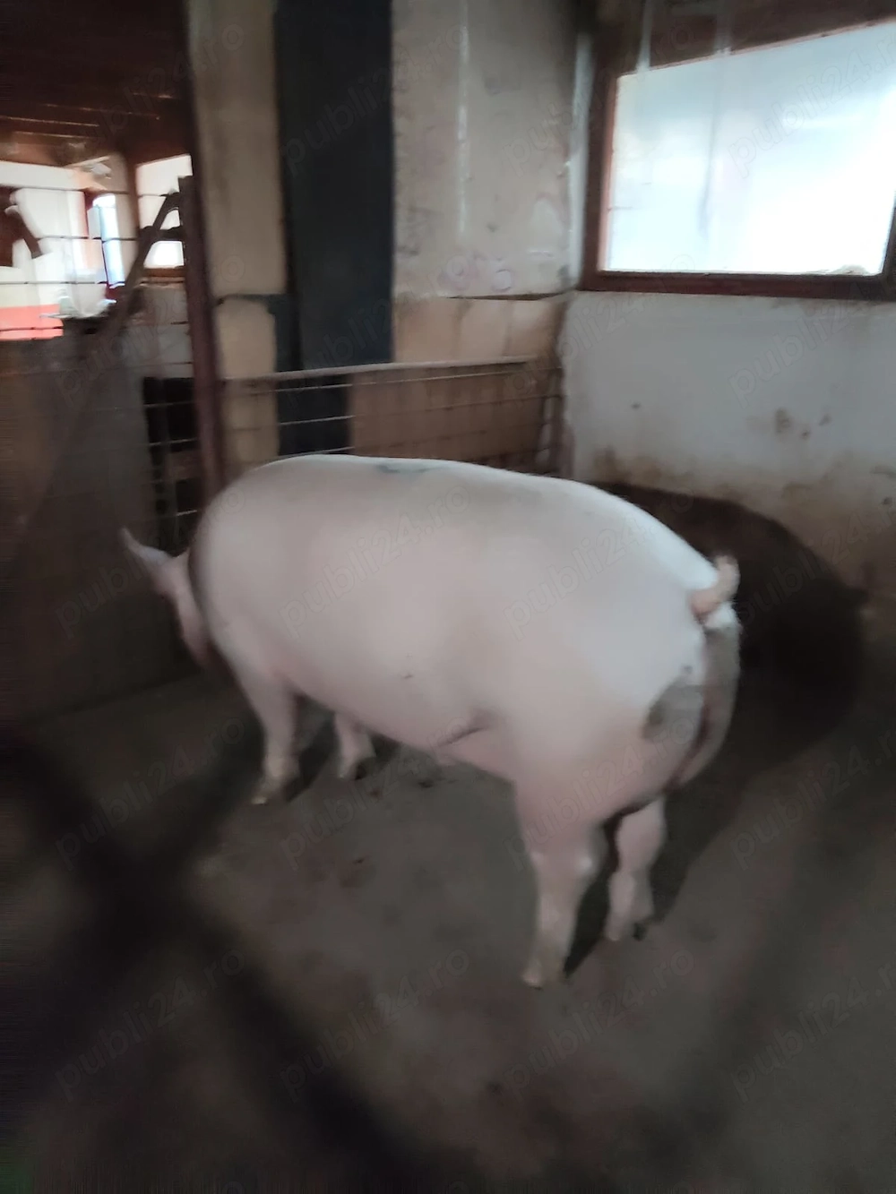 Porci pt Craciun sau pt taiat 110-250 kg crescut natural
