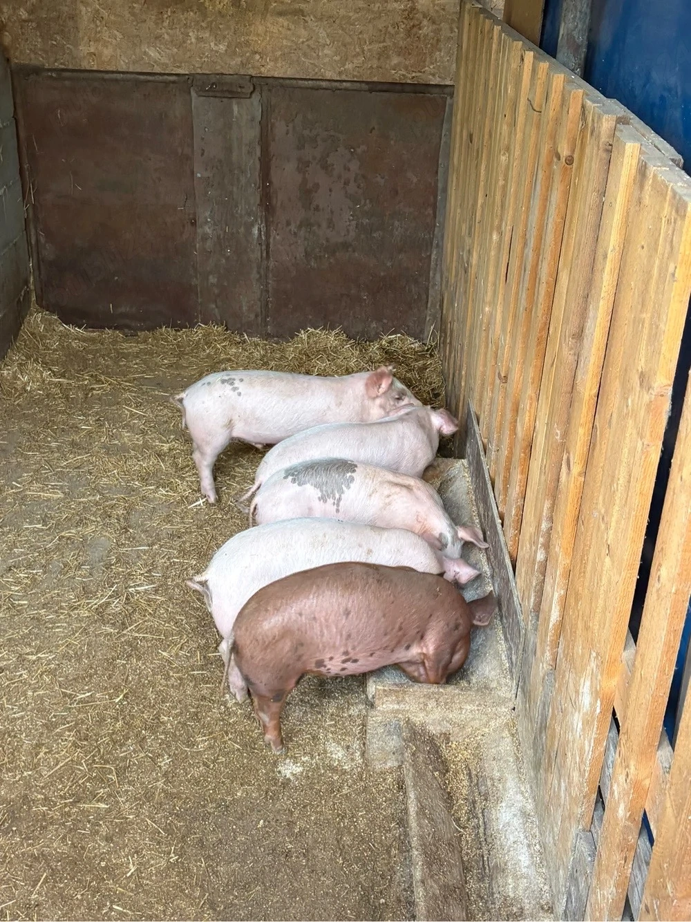 Purcei Duroc cu Landrace de vanzare