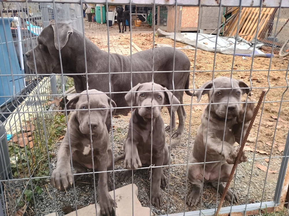 Cane Corso disponibili