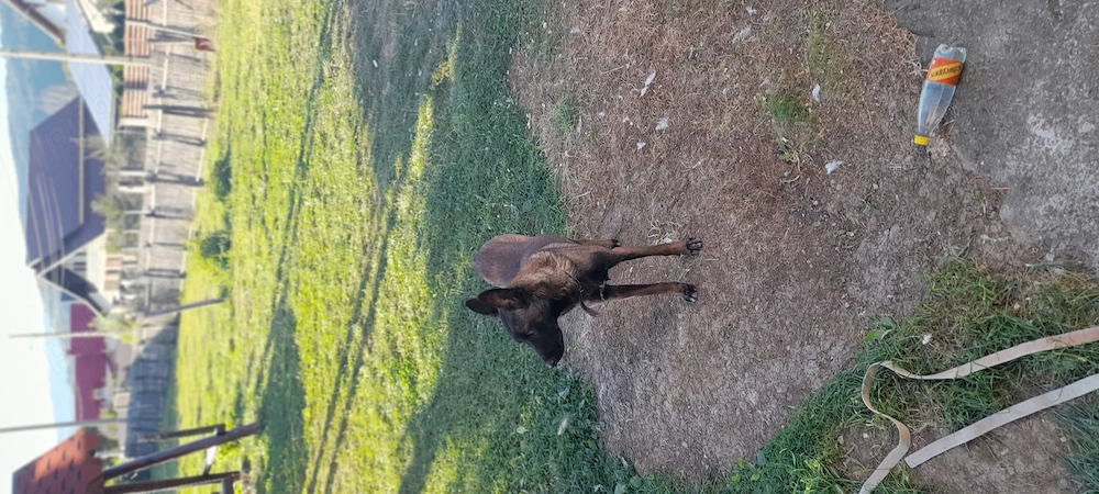 Ciobănesc belgian malinoa
