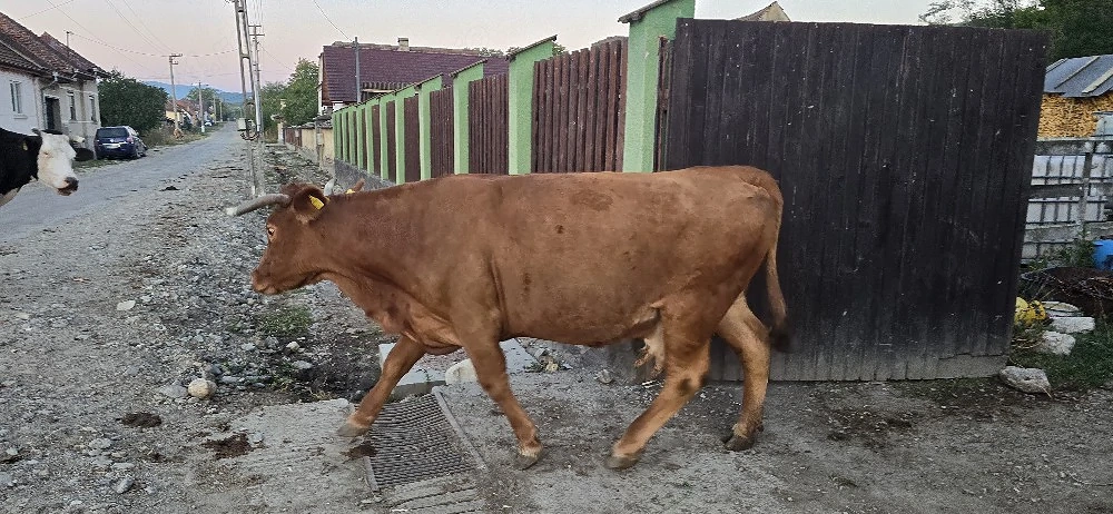 vaca de vânzare 