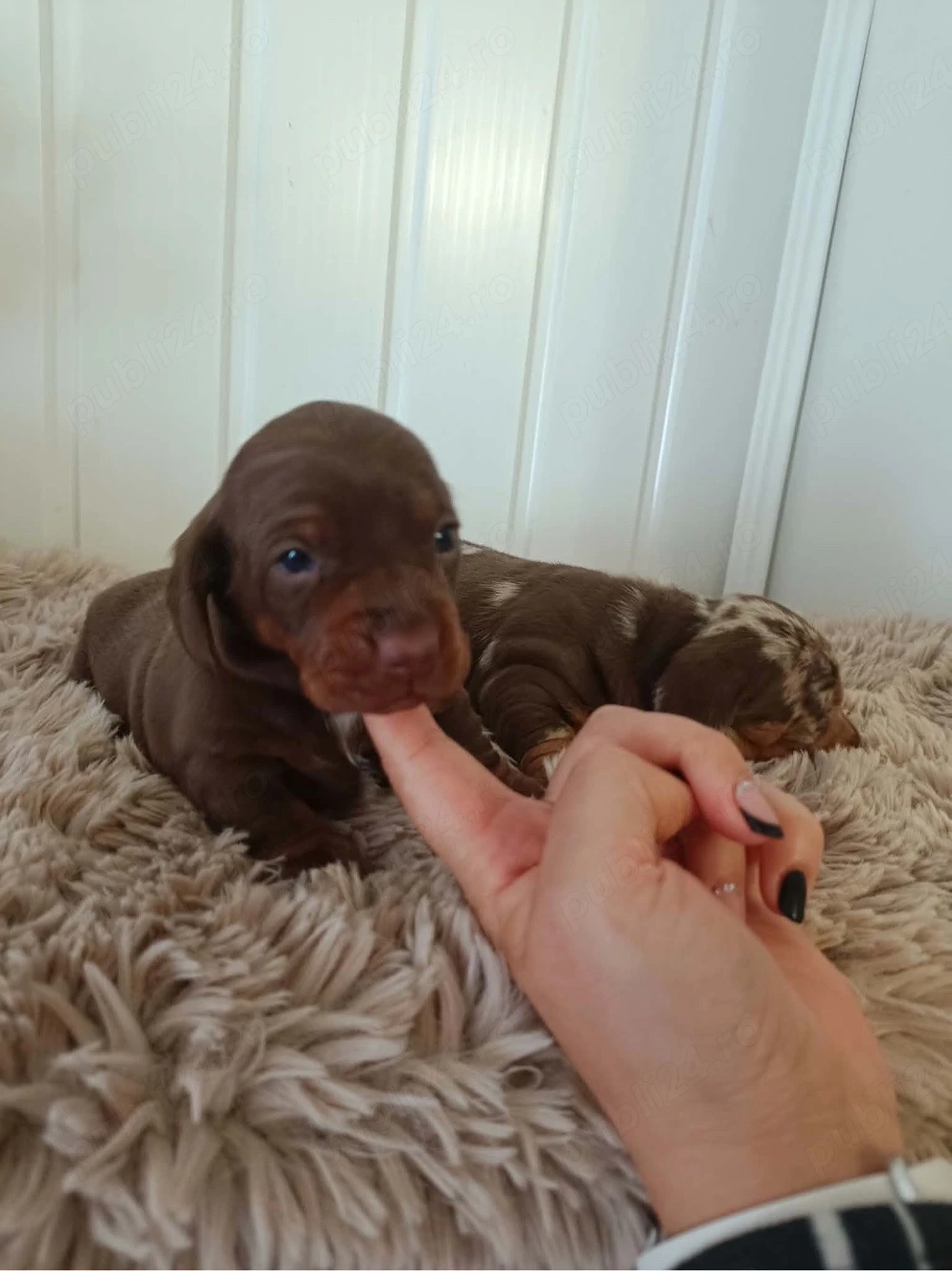 Tekkel masculi chioko si harlekin pt rezervare 