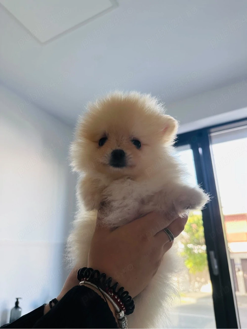 Pomeranian extra mic crem