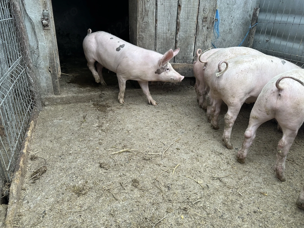 Purcei 35 kg vaccinați deparazitați disponibili