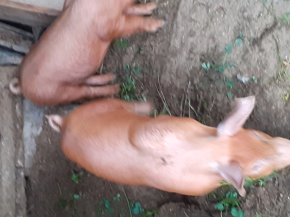 Purcei din mama pietrean și tata duroc, de 6 săptămâni  de vânzare. Tel   Comănești  Bacău 