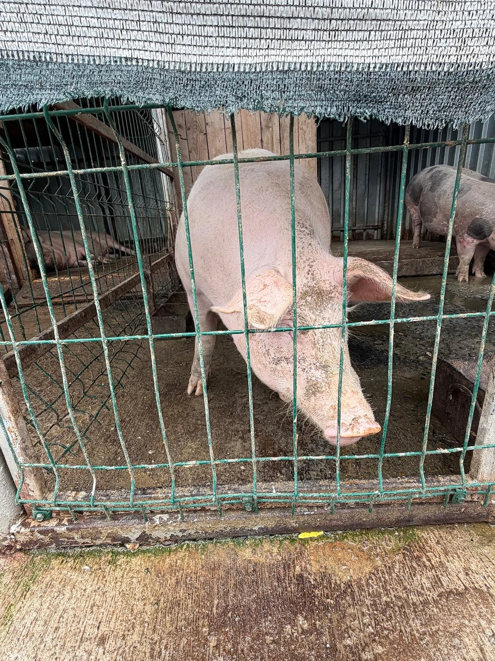 Porci de vanzare 