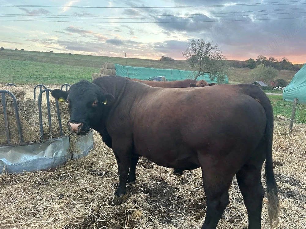 Taur Angus cu origine