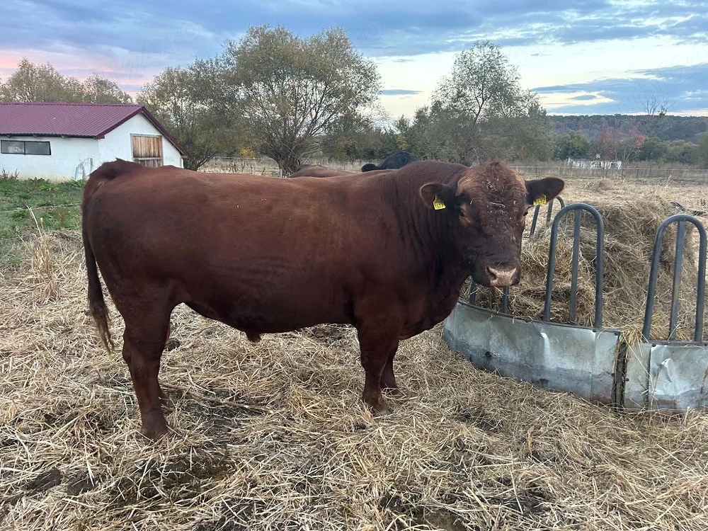 Taur metis Angus