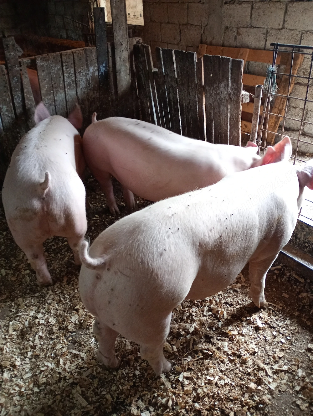 Disponibil la vânzare 90 130 kg